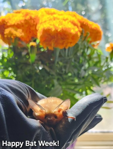 Photo post from azbatrescue.