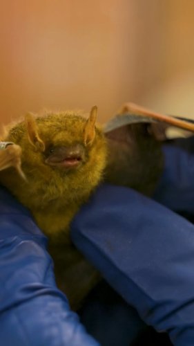 Video post from negameandparks.