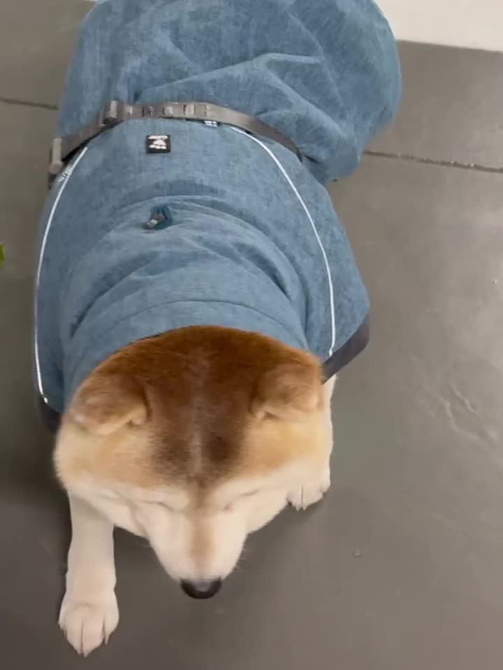 Carousel post from shiba_ameharu.