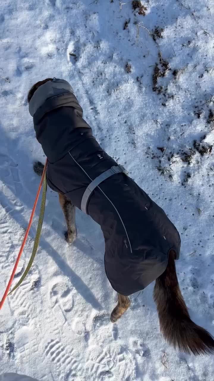 Video post from hihopie_.