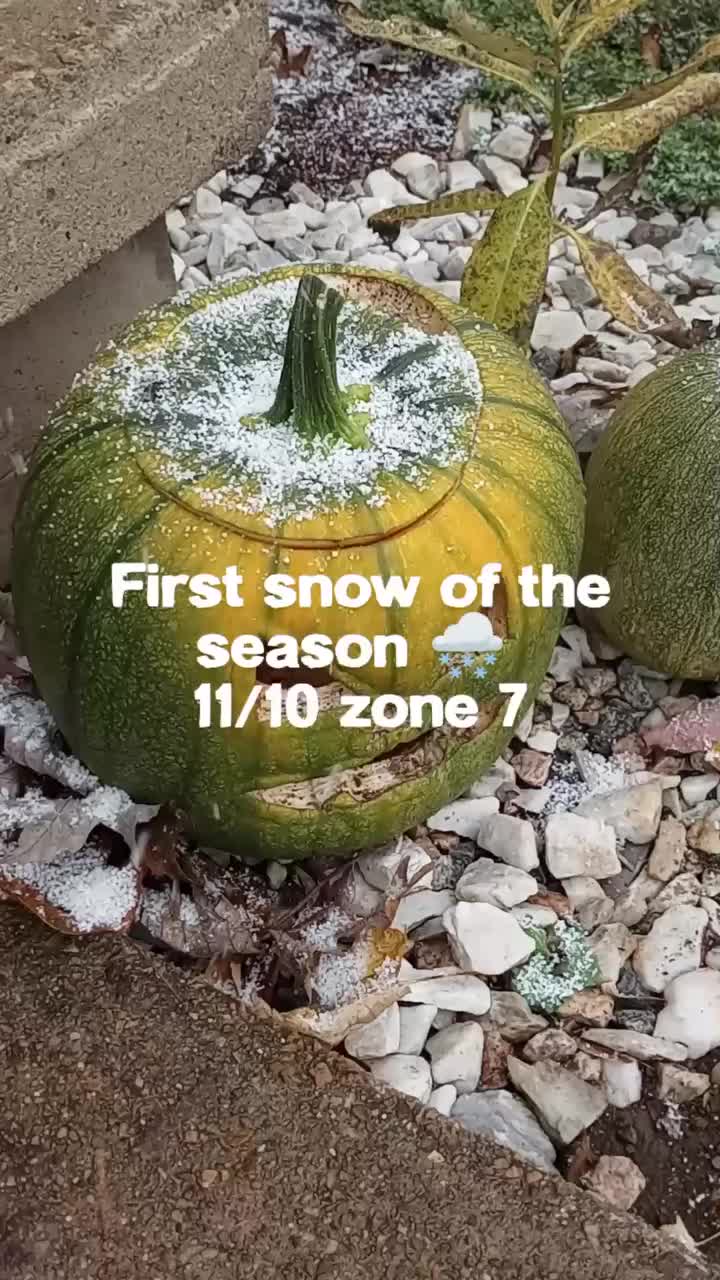 Video post from thebeeandbee042608.