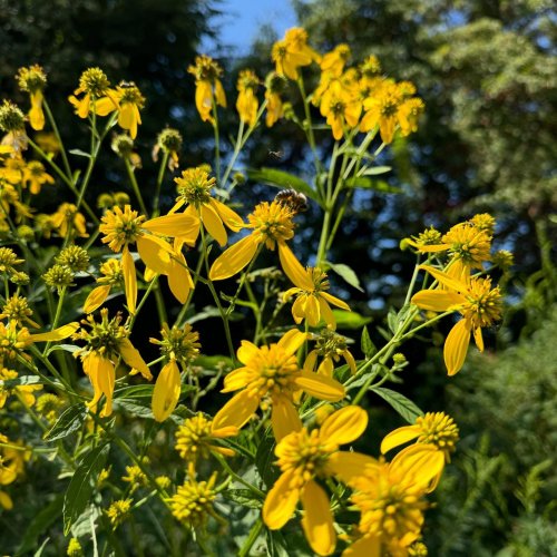 Photo post from nativesinharmony.