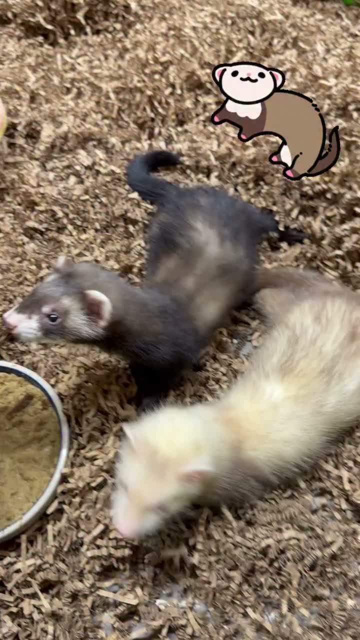 Video post from njexoticpets.