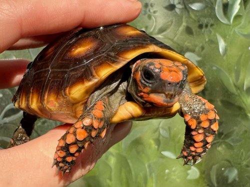 Carousel post from carapacecritters.