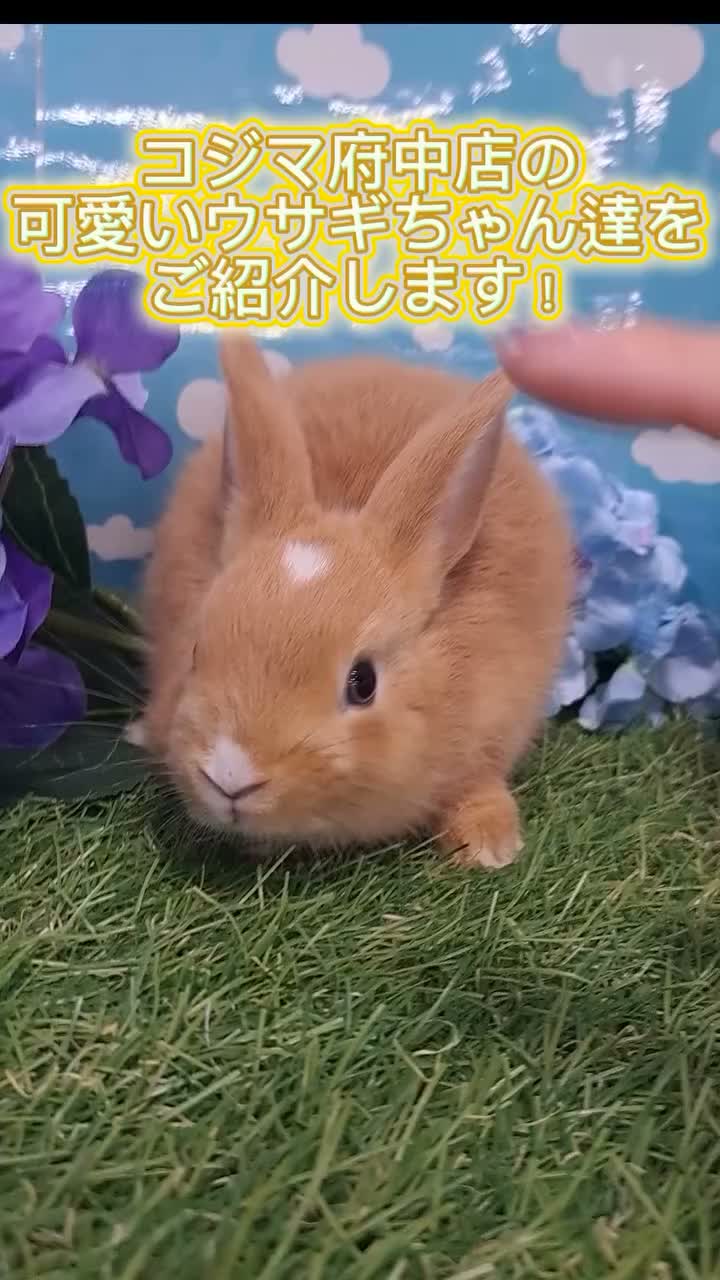 ペット の コジマ うさぎ