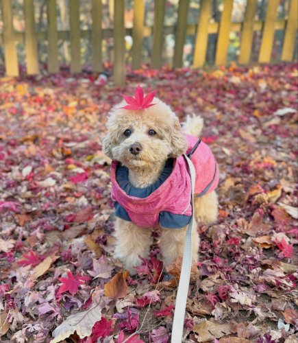 Carousel post from dog__moongchi.