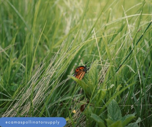 Photo post from camaspollinatorsupply.