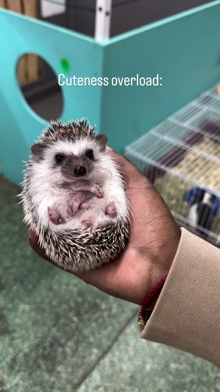 Video post from njexoticpets.