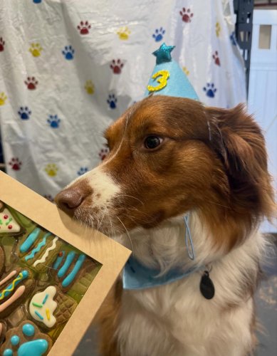 Carousel post from k9playtimedoggydaycare.