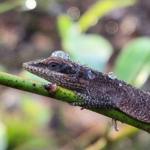 Photo post from nemophily_nativeplants.