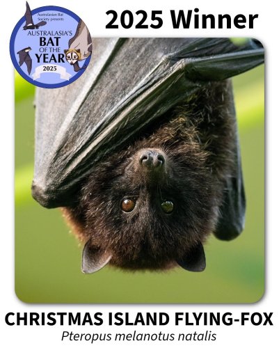 Carousel post from australasianbatsociety.