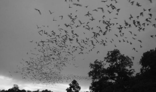 Photo post from battyforbatts.