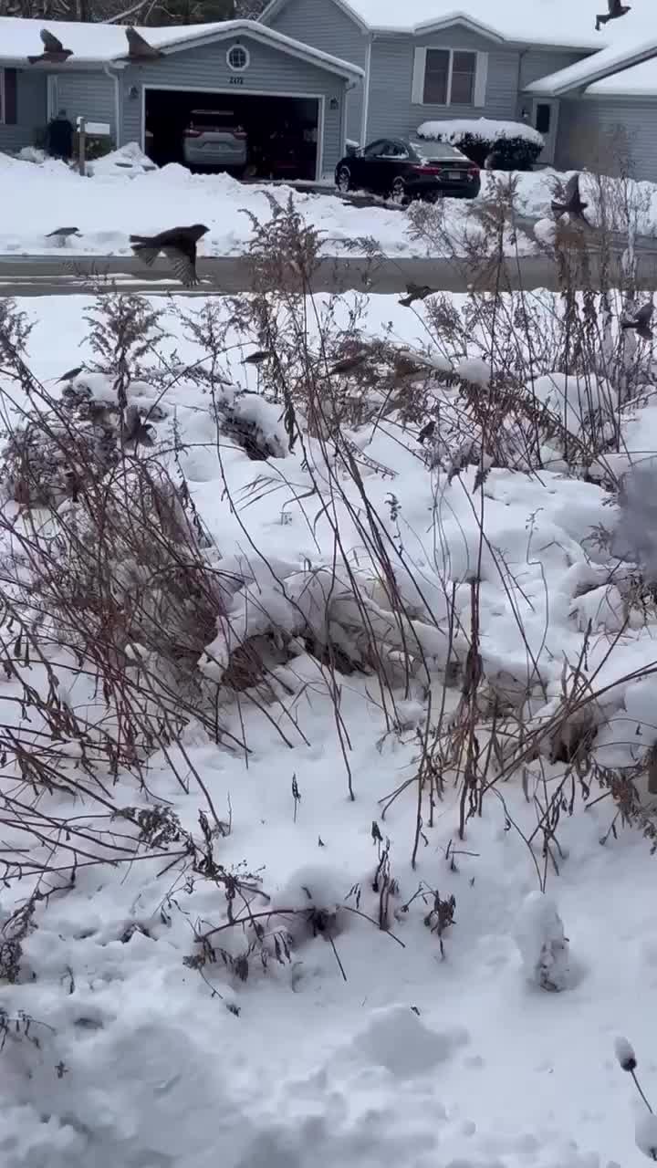 Video post from forestcitynativegardens.