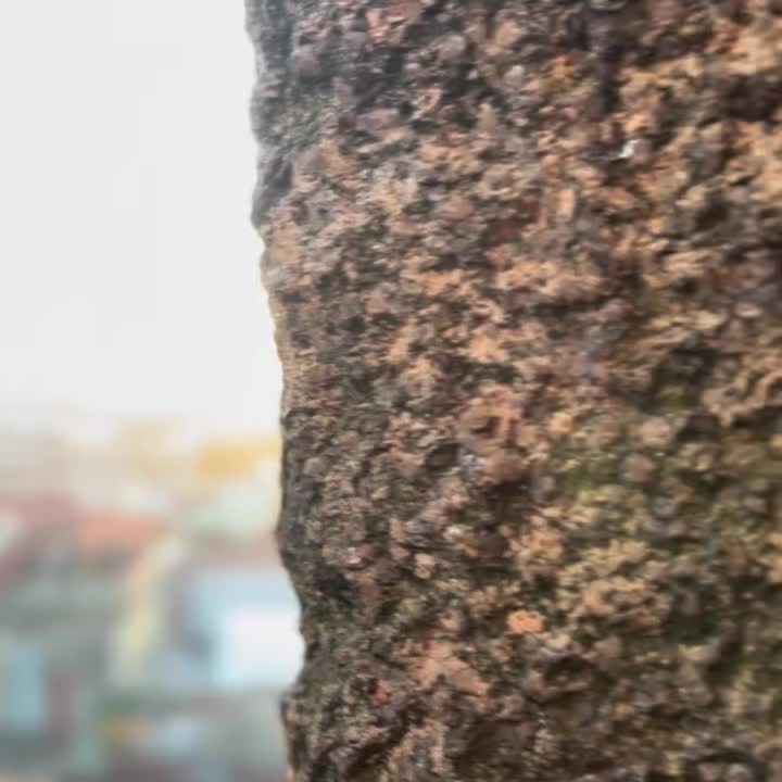 Video post from portorunningtours.