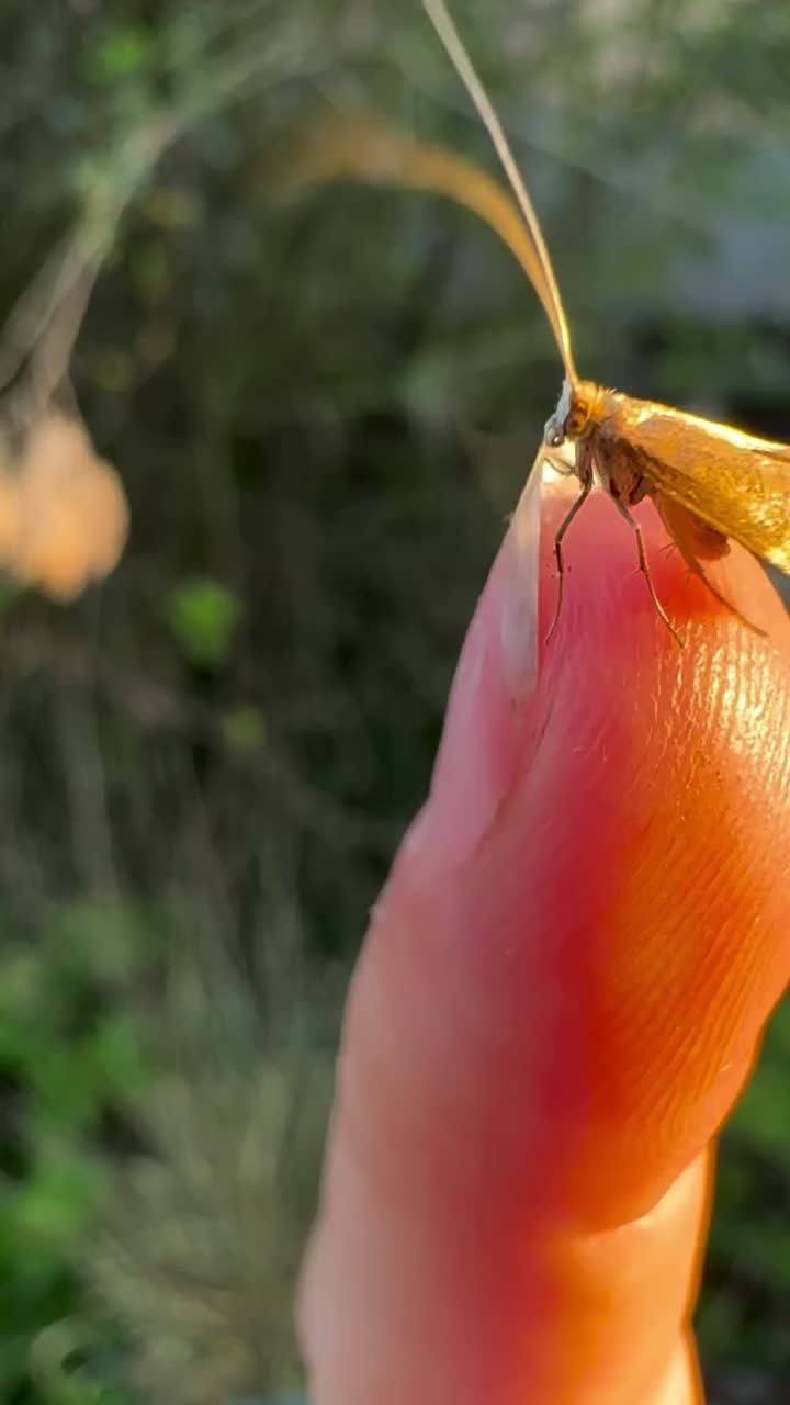 Video post from garden.of.moths.