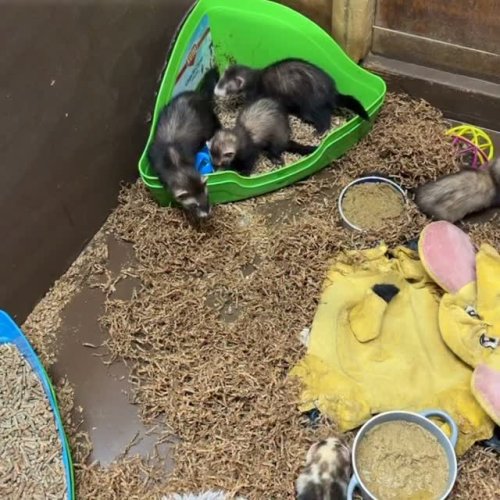 Video post from njexoticpets.