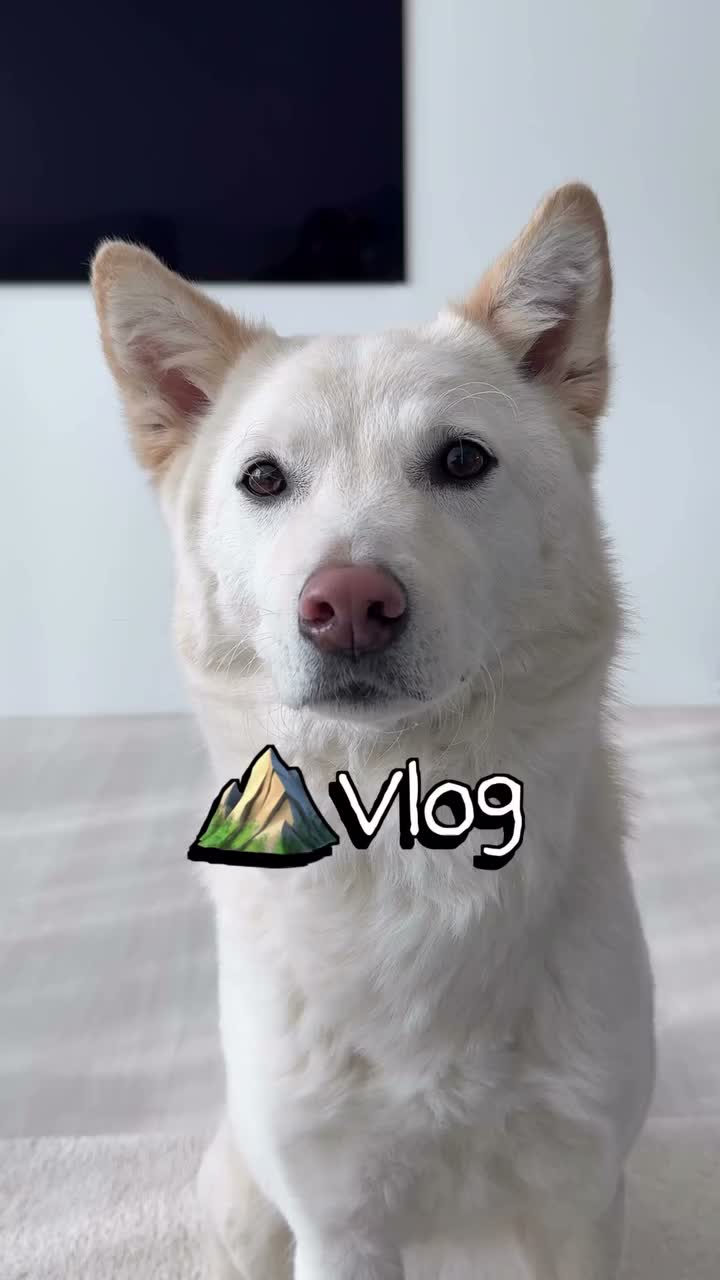 Video post from im_9reum.