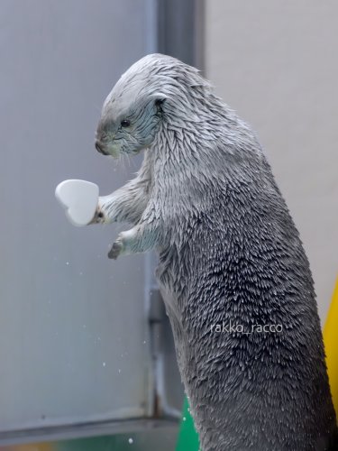 Carousel post from rakko_racco.