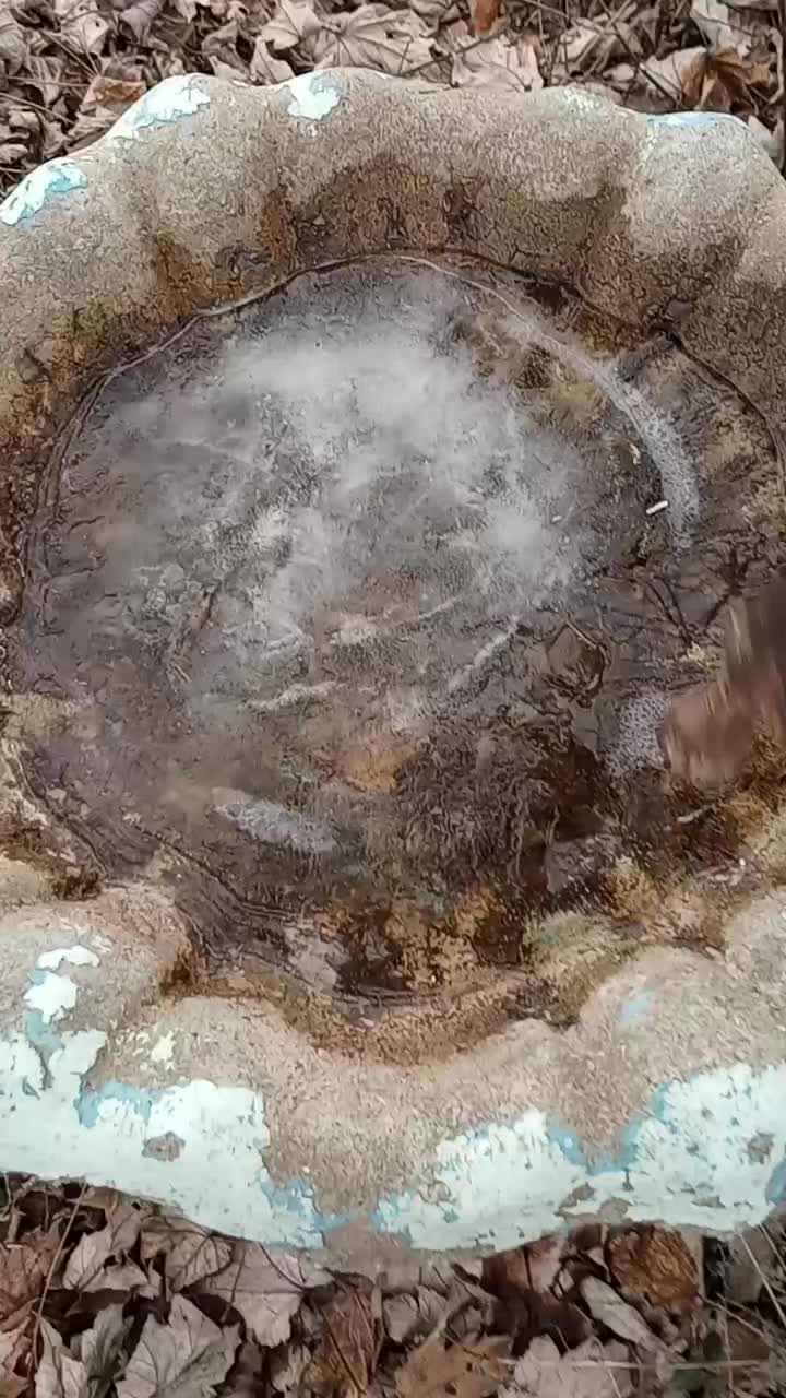 Video post from thebeeandbee042608.