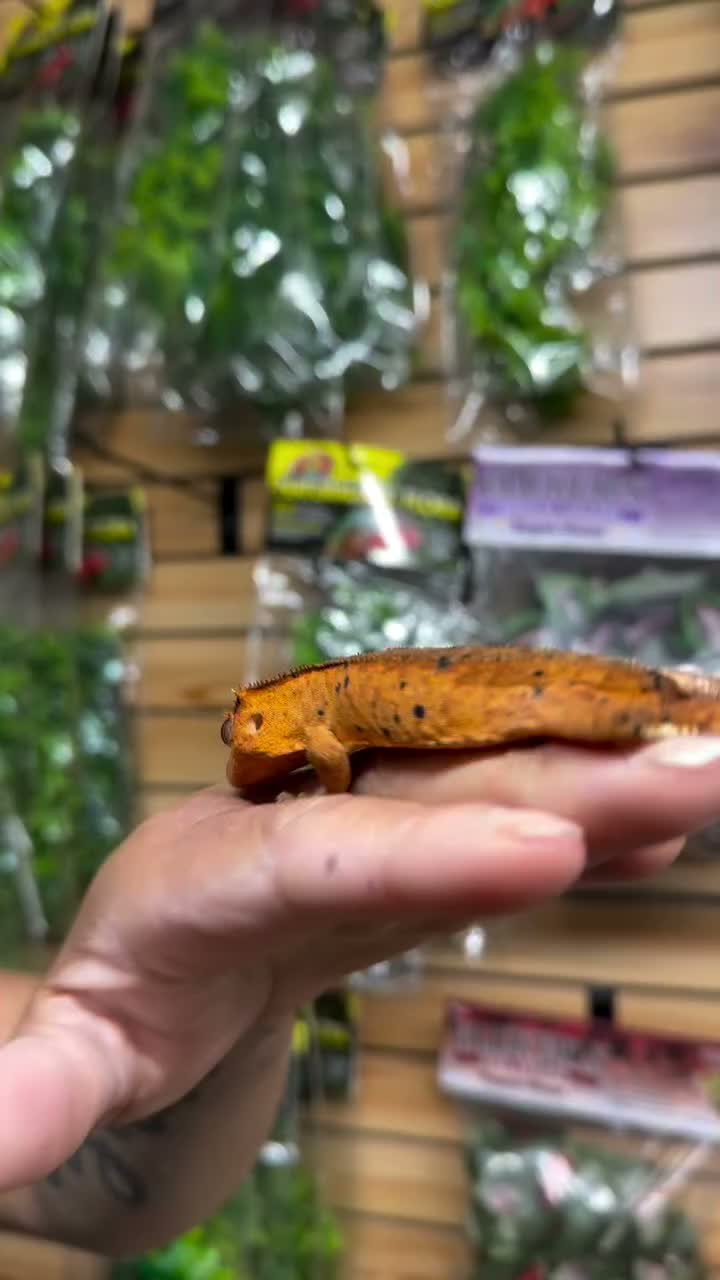 Video post from njexoticpets.