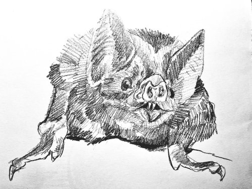 Photo post from cor_impius.