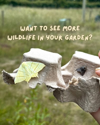 Carousel post from garden.of.moths.