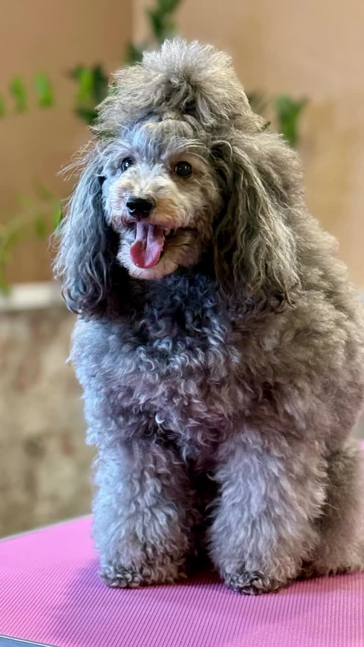 Video post from venustas_grooming.