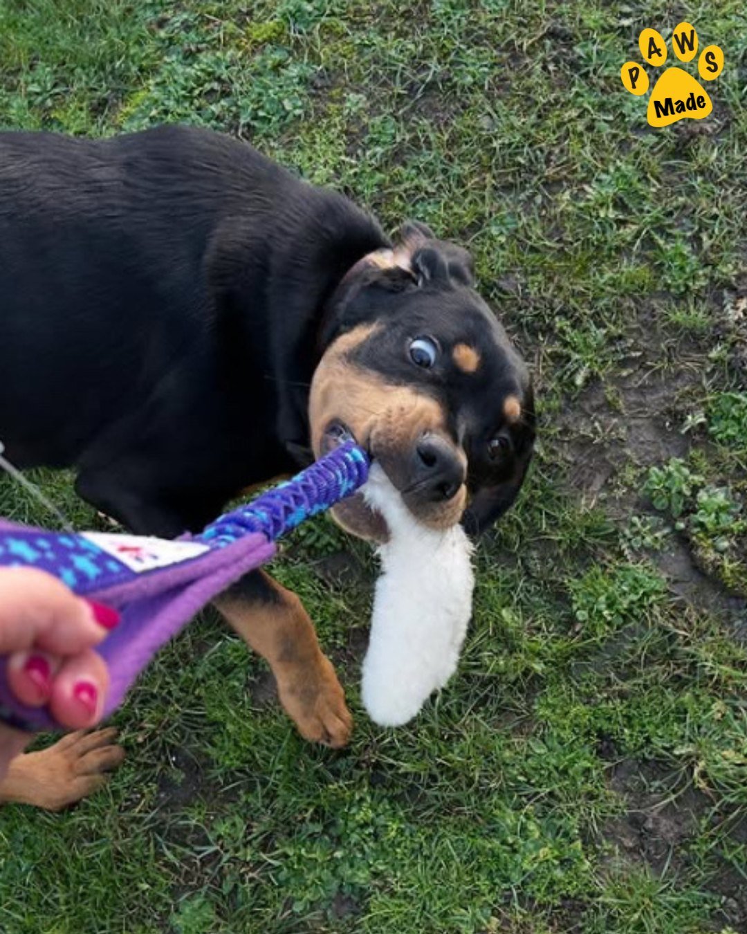 Photo post from pawstrading.