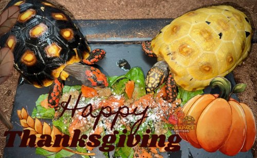 Photo post from carapacecritters.