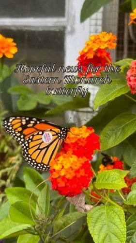 Video post from backyardcolumbus.