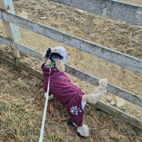 Carousel post from cocker_jerry_.