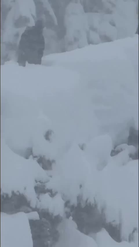 Video post from gnusnowboards.