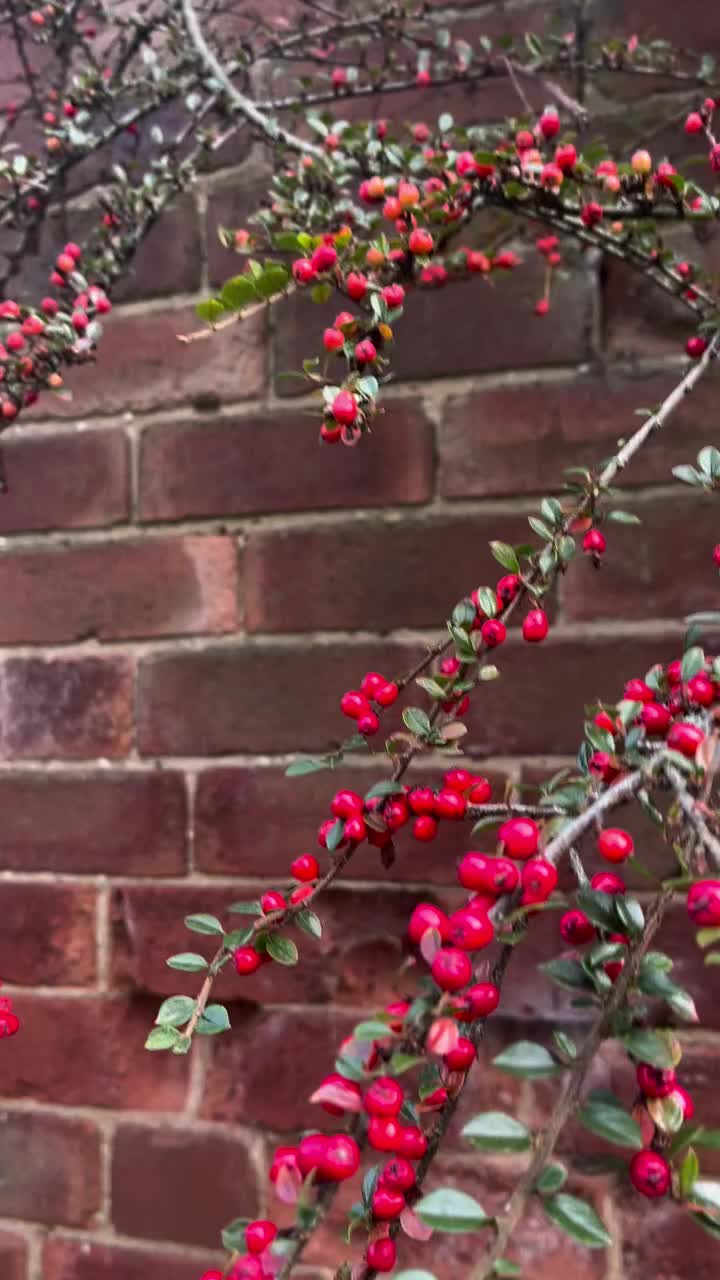 Video post from seales.horticulture.