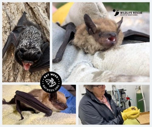 Photo post from wildliferescuesos.