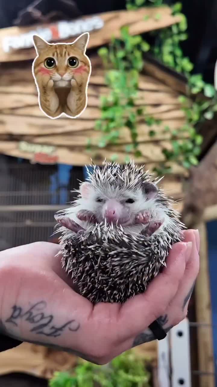 Video post from njexoticpets.