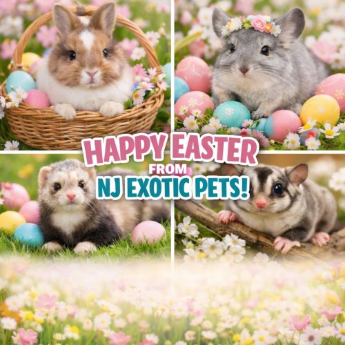 Photo post from njexoticpets.