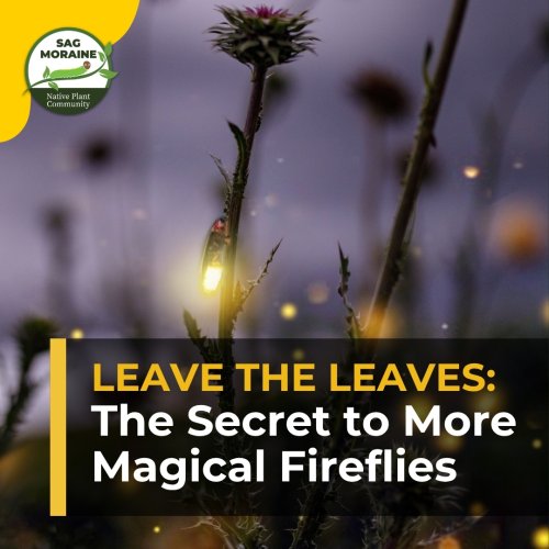 Photo post from sagmoraine.