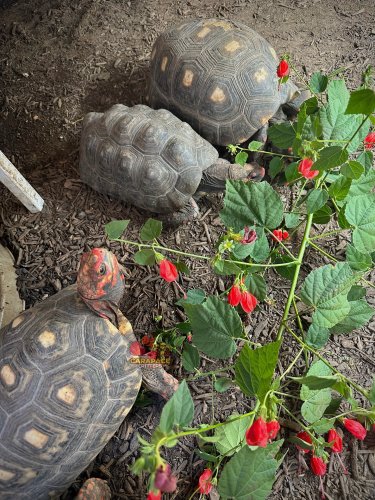 Photo post from carapacecritters.