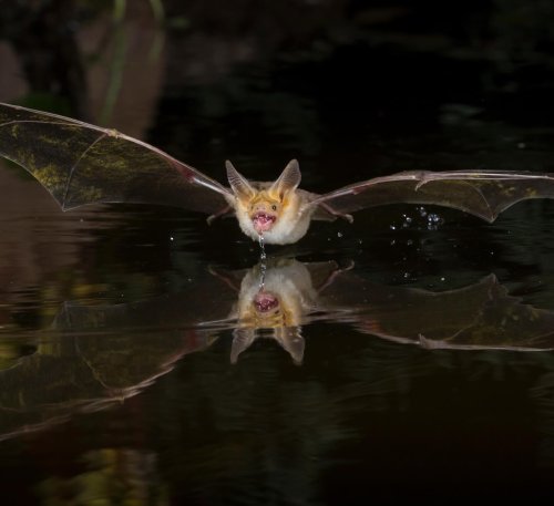 Photo post from orwildlife.