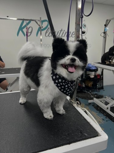 Carousel post from k9playtimedoggydaycare.