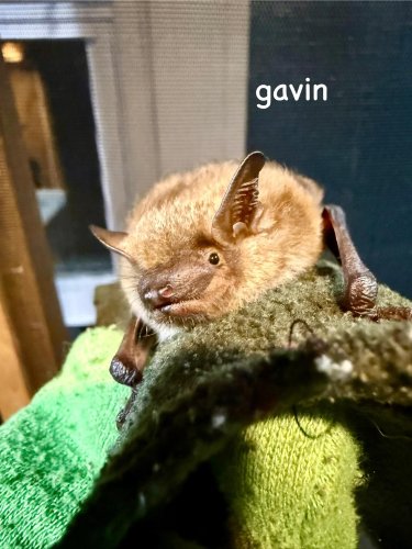 Carousel post from battyloon.