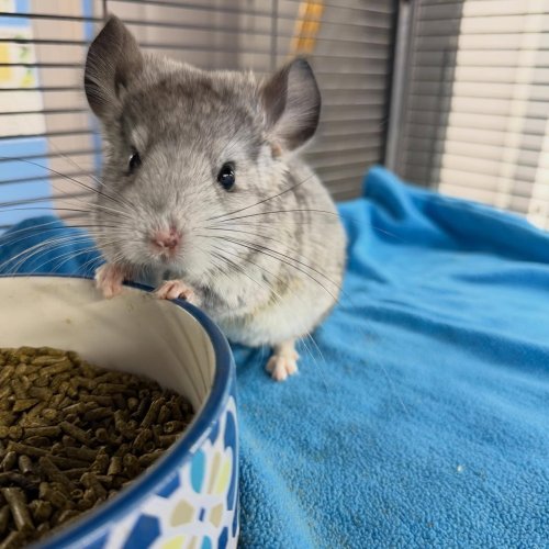 Photo post from njexoticpets.