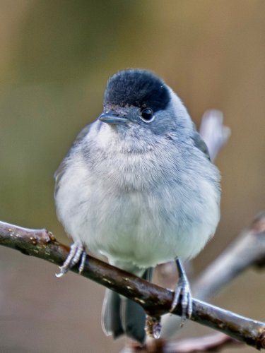 Carousel post from bluffin_puffin.