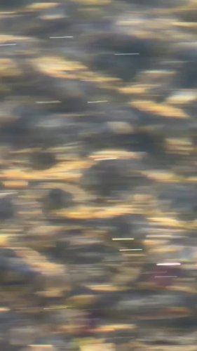 Video post from ejs_fishing_charters.