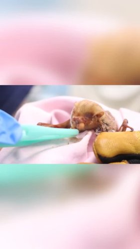 Video post from torontowildlifecentre.