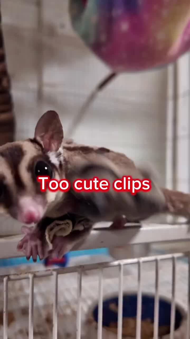 Video post from njexoticpets.