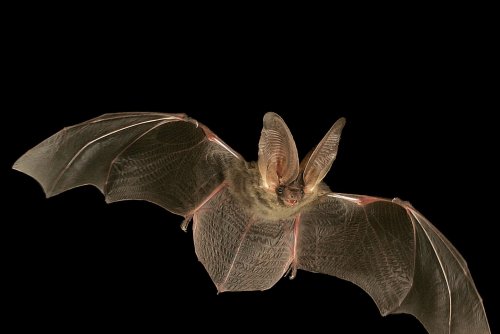 Carousel post from azgfd.