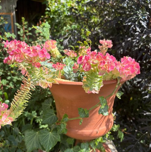 Photo post from gardenhousebrighton.