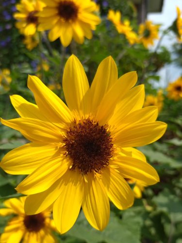 千花繚乱 千輪咲きひまわりでおうち華やかキャンペーン｜カダンLIFE