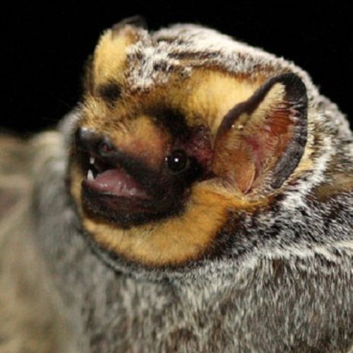 Carousel post from easttncritter.